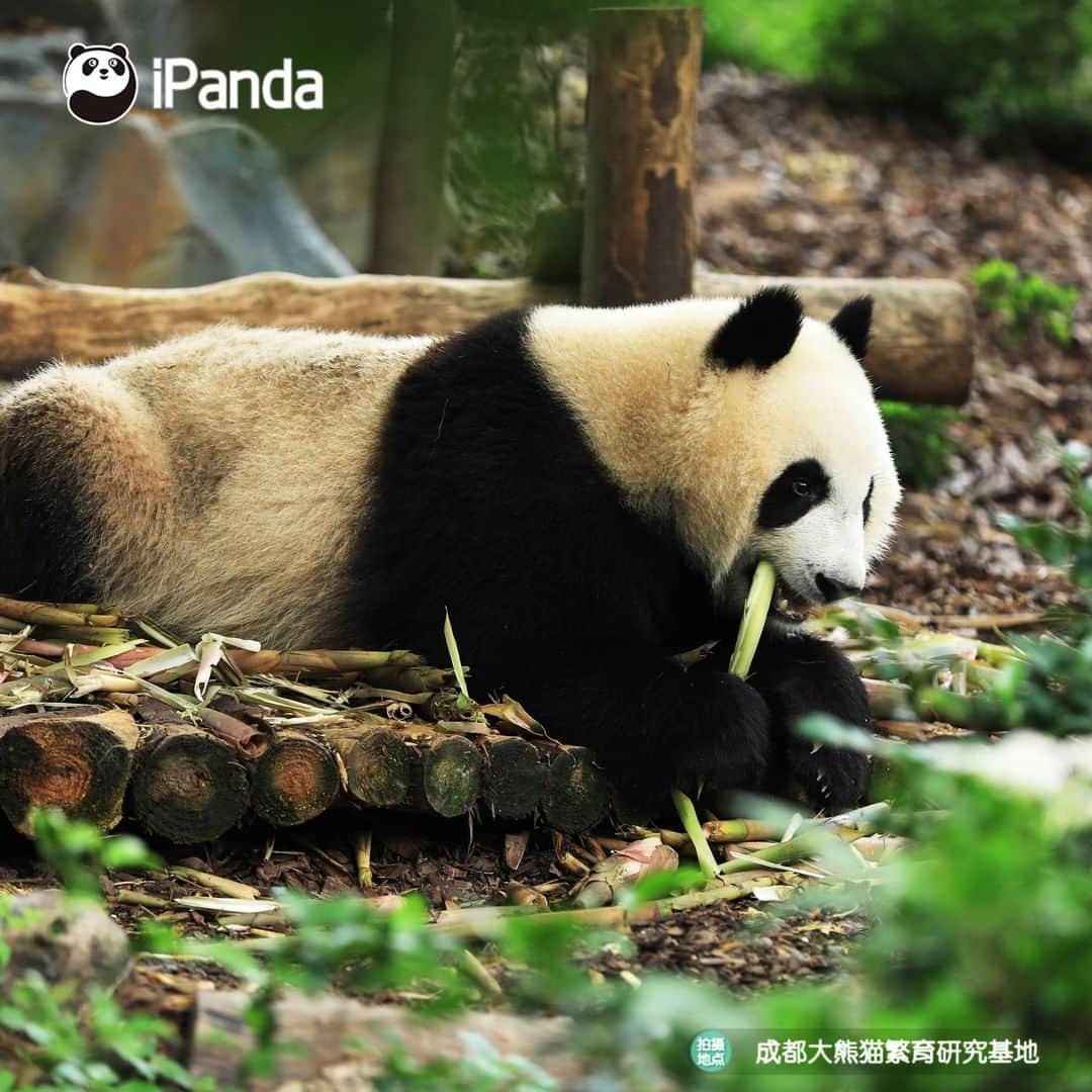 iPandaさんのインスタグラム写真 - (iPandaInstagram)「Even if the pretty girl is just sitting still and eating bamboo shoots, I can look at her with smile all day long. (Cheng Feng)😁 🐼 🐼 🐼 #Panda #iPanda #Cute #PandaPic」8月6日 17時30分 - ipandachannel