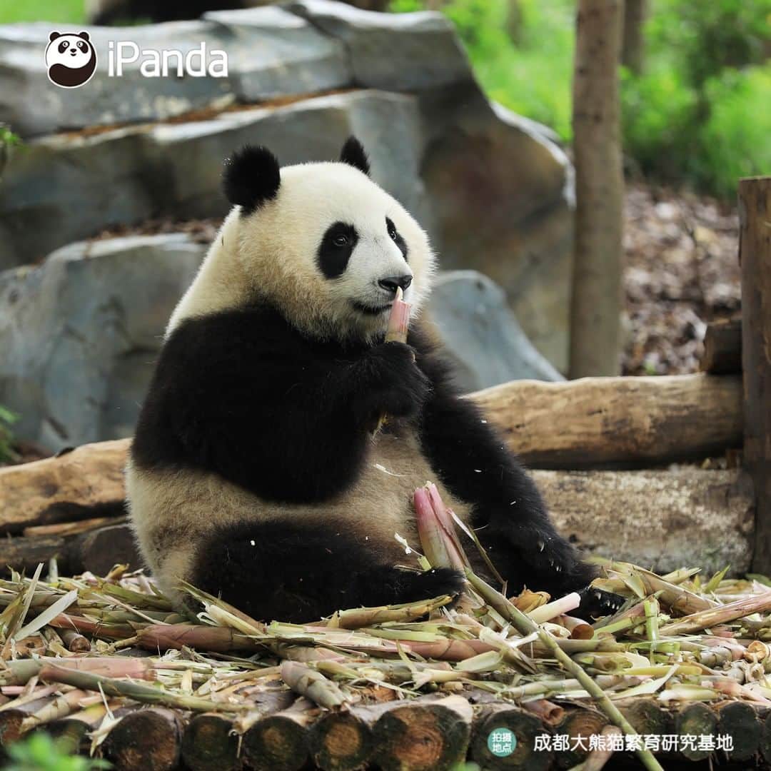 iPandaさんのインスタグラム写真 - (iPandaInstagram)「Even if the pretty girl is just sitting still and eating bamboo shoots, I can look at her with smile all day long. (Cheng Feng)😁 🐼 🐼 🐼 #Panda #iPanda #Cute #PandaPic」8月6日 17時30分 - ipandachannel
