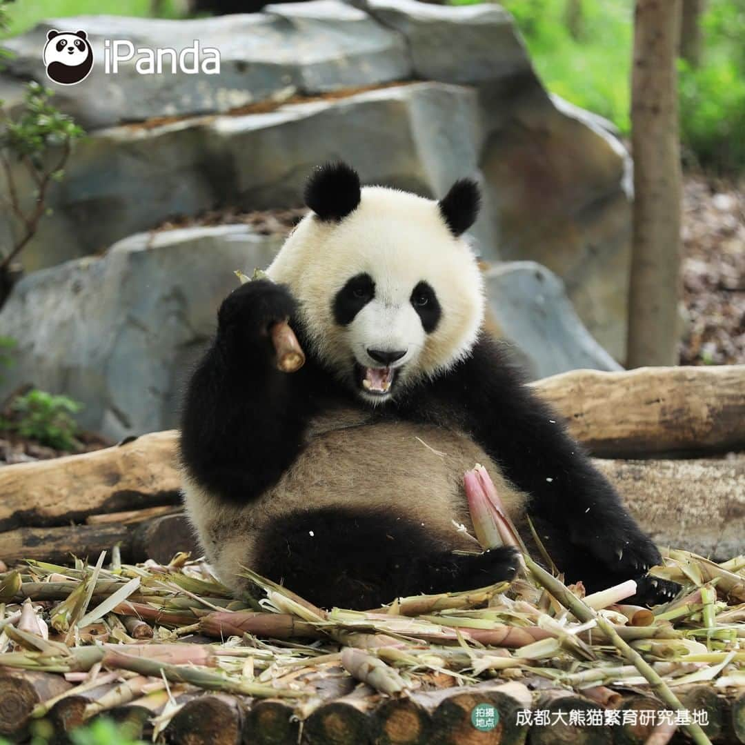 iPandaさんのインスタグラム写真 - (iPandaInstagram)「Even if the pretty girl is just sitting still and eating bamboo shoots, I can look at her with smile all day long. (Cheng Feng)😁 🐼 🐼 🐼 #Panda #iPanda #Cute #PandaPic」8月6日 17時30分 - ipandachannel