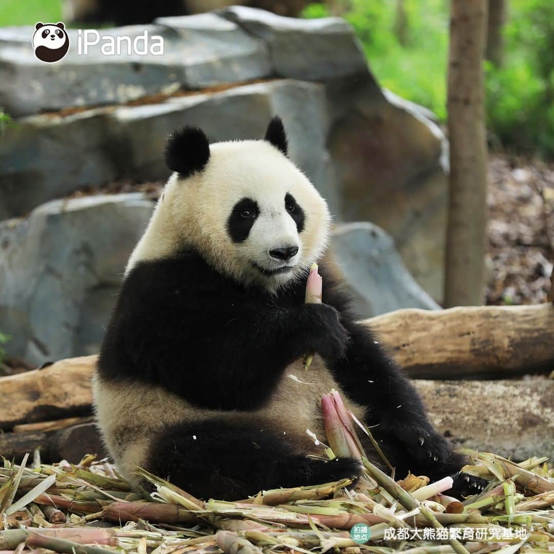 iPandaさんのインスタグラム写真 - (iPandaInstagram)「Even if the pretty girl is just sitting still and eating bamboo shoots, I can look at her with smile all day long. (Cheng Feng)😁 🐼 🐼 🐼 #Panda #iPanda #Cute #PandaPic」8月6日 17時30分 - ipandachannel