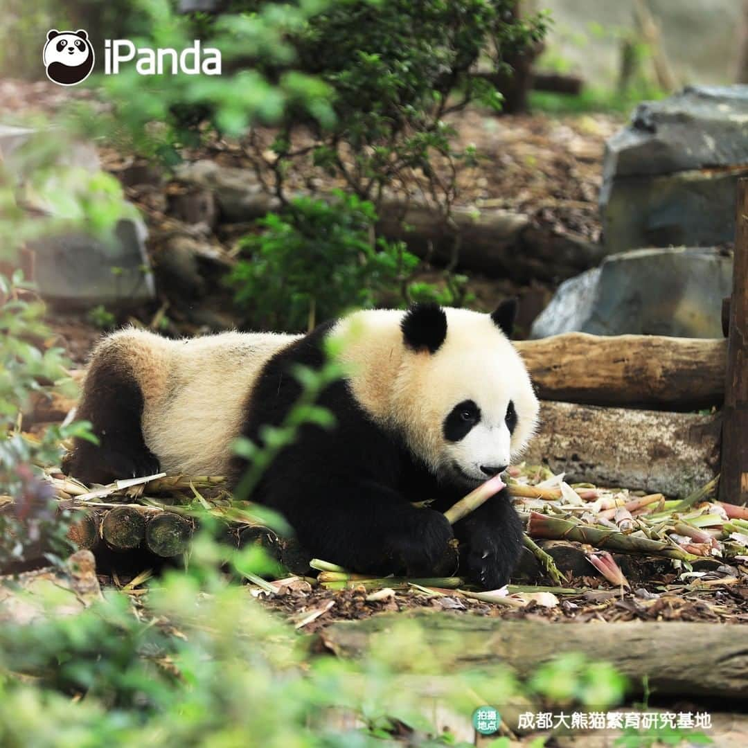 iPandaさんのインスタグラム写真 - (iPandaInstagram)「Even if the pretty girl is just sitting still and eating bamboo shoots, I can look at her with smile all day long. (Cheng Feng)😁 🐼 🐼 🐼 #Panda #iPanda #Cute #PandaPic」8月6日 17時30分 - ipandachannel