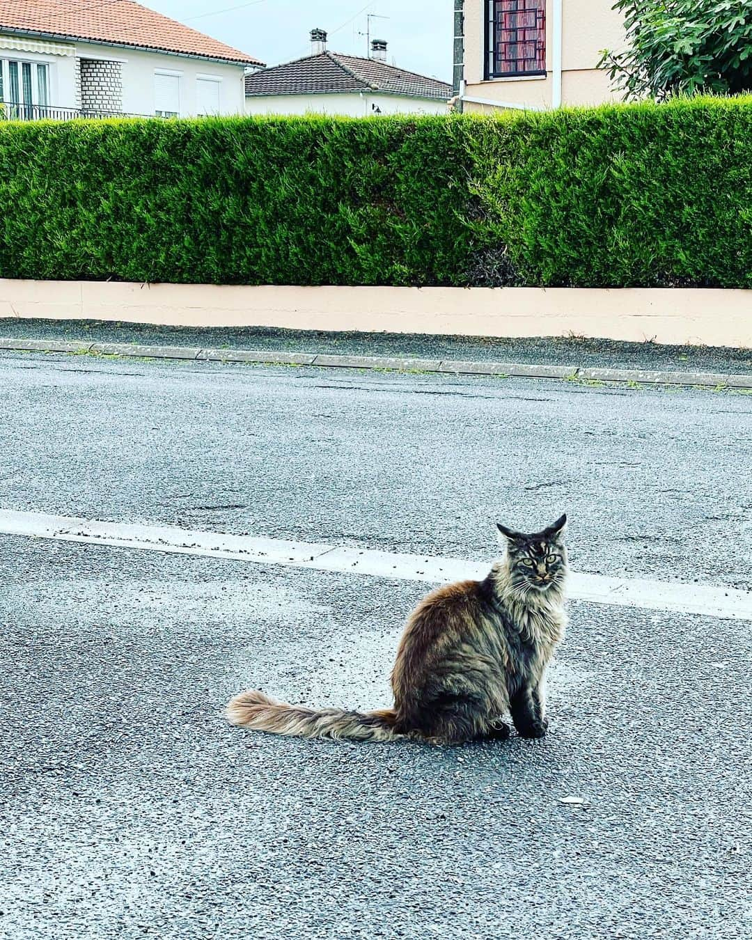 猫沢エミさんのインスタグラム写真 - (猫沢エミInstagram)「彼の実家のある住宅街は、車通りも少なくて、各家々の猫たちが朝晩自由に散歩している。  ひとつ通りを挟んだお宅の長毛の猫ちゃん。コワモテだけど、すごく社交的でラブリー❤︎  どの猫に遭遇してもみんな穏やかな顔をしていて、愛されているのがわかる。  今回のフランスはどこへ行っても猫がいて、猫不足がうまいこと解消されているありがたい旅。  #パリンピック2021  #猫パリ　#ハスキーヴォイス」8月6日 17時56分 - necozawaemi