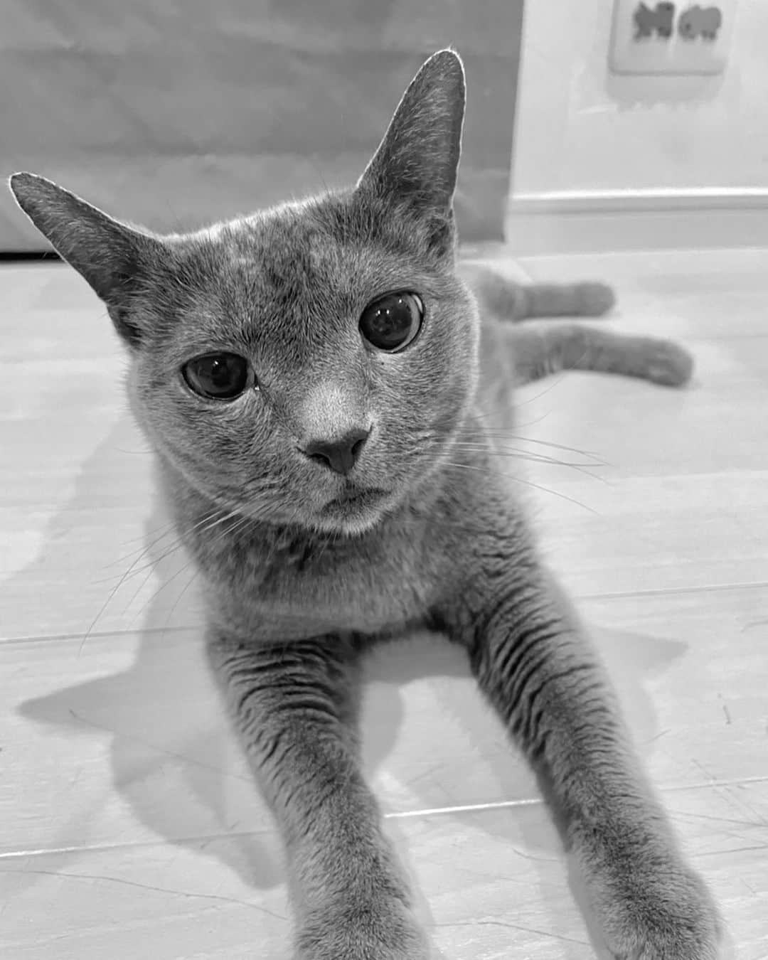 ミーちゃんのインスタグラム
