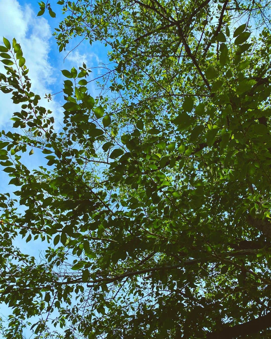 菜々香のインスタグラム：「誰もがきっと誰かのoasis  🌍🕊🌿  #peace」