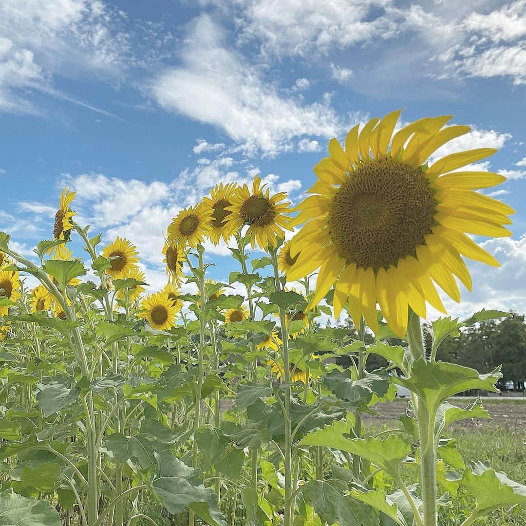 清家麻里奈のインスタグラム：「気づけば8月🌻きっと一瞬で夏が過ぎ去るだろうから有意義な夏にしたいなぁ✨夏が終われば映画の公開と舞台の本番です！どちらも見てほしいなぁ😊✨  #8月　#もうすぐ誕生日　#ひまわり　#かわいい　#🌻」