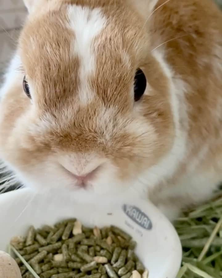 BUNNY?TUNA? のインスタグラム：「. ぐっもにーん☀️ツナ🐰 台風来てるね〜🌀 暑いね〜🥵 ツナはエアコンの部屋でいいよね〜🤣 . #台風#暑い#朝ごはん#早餐#ネザーランドドワーフ#うさぎ#ふわもこ部#うさぎのしっぽ#ペット#netherlanddwarf#bunnystagram#rabbit#lapin#cutebunny#bunnylove#bunnies#pet#petgram#rabbitstagram#japan#kawaii#weeklyfluff#cutepetclub#instapets#instabunnies#animallovers#兔子#微小的」