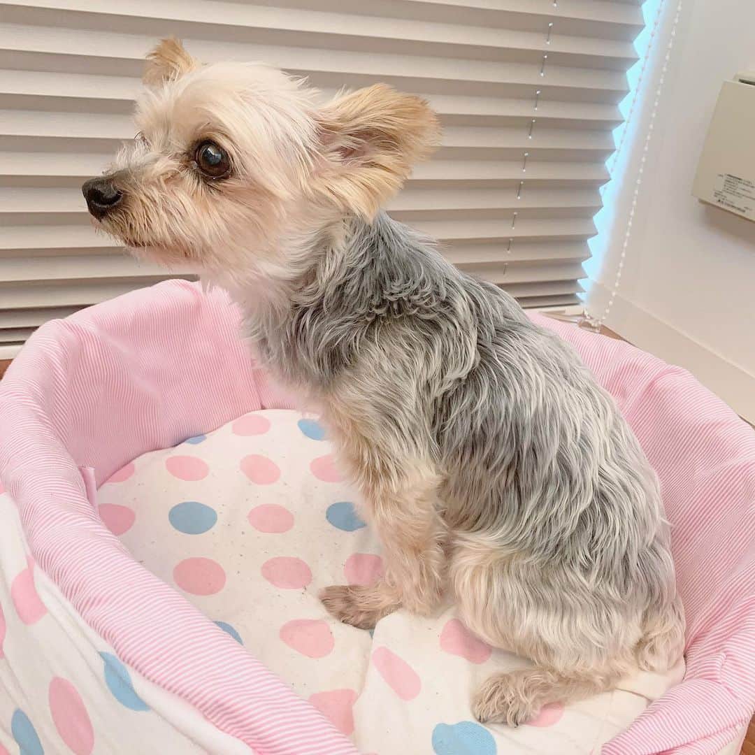 下薗なおこのインスタグラム：「わんこ達の真似をして、人用アンチノール(リプリノール)を私も飲んでいます💊✨ 愛犬達の毛艶がつやつやに、被毛がふさふさに、関節の痛みが緩和されるのを間近で見てきたので、きっと人のアンチエイジングにも一役買ってくれるはずだと効果を期待して少し高いけれど継続しています💊  内側から保湿されている実感があり、一年を通して乾燥が気にならなくなりました。  自分自身でも効果を実感すればもっと自信を持って、わんちゃんや猫ちゃんや飼い主さんにおすすめできるので、何事もまずは自分で試す姿勢です👩‍⚕️🩺 時にはお薬の苦さ加減をチェックしたり、保湿剤も薬用シャンプーもまずは自分に使い、使用感や洗浄力や刺激性を確かめています⚠️😆 大切なご家族わんこにゃんこにお使いいただくのだから是非安心して使ってもらいたいです🐶🐱　 #抗酸化サプリ　#犬用サプリメント　#アンチノール　#リプリノール　#人用アンチノール　#抗酸化　#獣医師おすすめ　#獣医おすすめ　#猫用サプリメント　　#変形性脊椎症  #オメガ3脂肪酸  #動物病院」