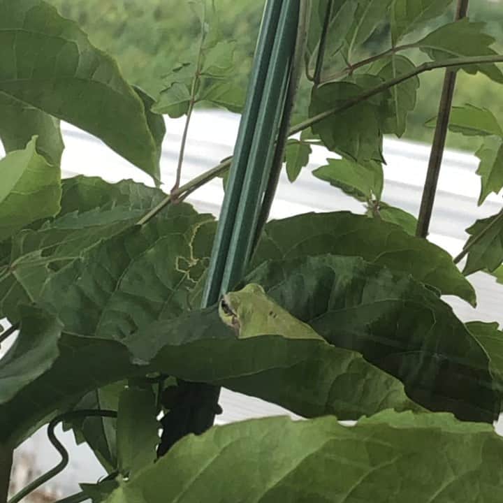 雨月衣のインスタグラム：「今日のパッション。 カエル乗せ。 風に吹かれて。 #パッションフルーツ #カエル」
