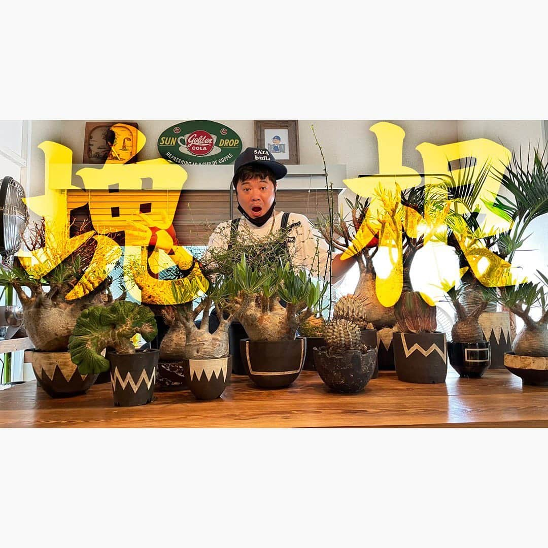 佐田正樹さんのインスタグラム写真 - (佐田正樹Instagram)「あなたの知らないコーデックスの世界  20時頃YouTube動画アップします‼︎ 見らんとくらさるーぜ!!  #総長系YouTuber  #SATAbuilders #作田 #作田晴男 #佐田ビルダーズ #コーデックス #caudex  #塊根植物」8月7日 19時49分 - satakisama