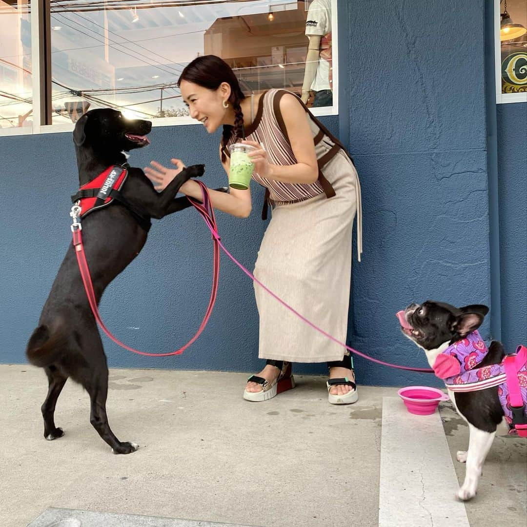 桐山マキさんのインスタグラム写真 - (桐山マキInstagram)「. . . new one peace ♡ @anogh_official   at dog cafe🐕‍🦺  写真の流れは 2枚目から順番に  ココワカメさんご機嫌さん  ⇩  遊ぼ遊ぼとかまってくれる  ⇩  比較的 すぐ飽きられる  ⇩  ココちゃん！ と呼んでも 無視される  小春姉さんは 穏やかに見守る  いつものコースであります♡  ハーネスと同じ柄で ハンドメイドで ヒエヒエネックを 小春ちゃんの お誕生日プレゼントで頂きました🎁 @shokoshokom  ありがとう♡  #japan #love #fashion #onepiece  #anogh #myfavorite  #new  #summer #lovely  #2way #dog #rescuedog  #miyakojima  #cute #愛犬 #宮古島から来た保護犬 #ココワカメさん #明るい性格 #しっかり者 #おっかさん #もうちょっとだけかまってほしいょ #遊んでもらってます #いつもありがとう #愛娘達ょ #🐕‍🦺🐕‍🦺 #❤️」8月7日 21時10分 - maki_kiriyama