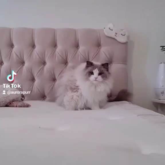 Princess Auroraのインスタグラム：「my sugar boo😻 #catsoftiktok #tiktok #catsofinstagram #catsofinstagram #catsofig #caturday」