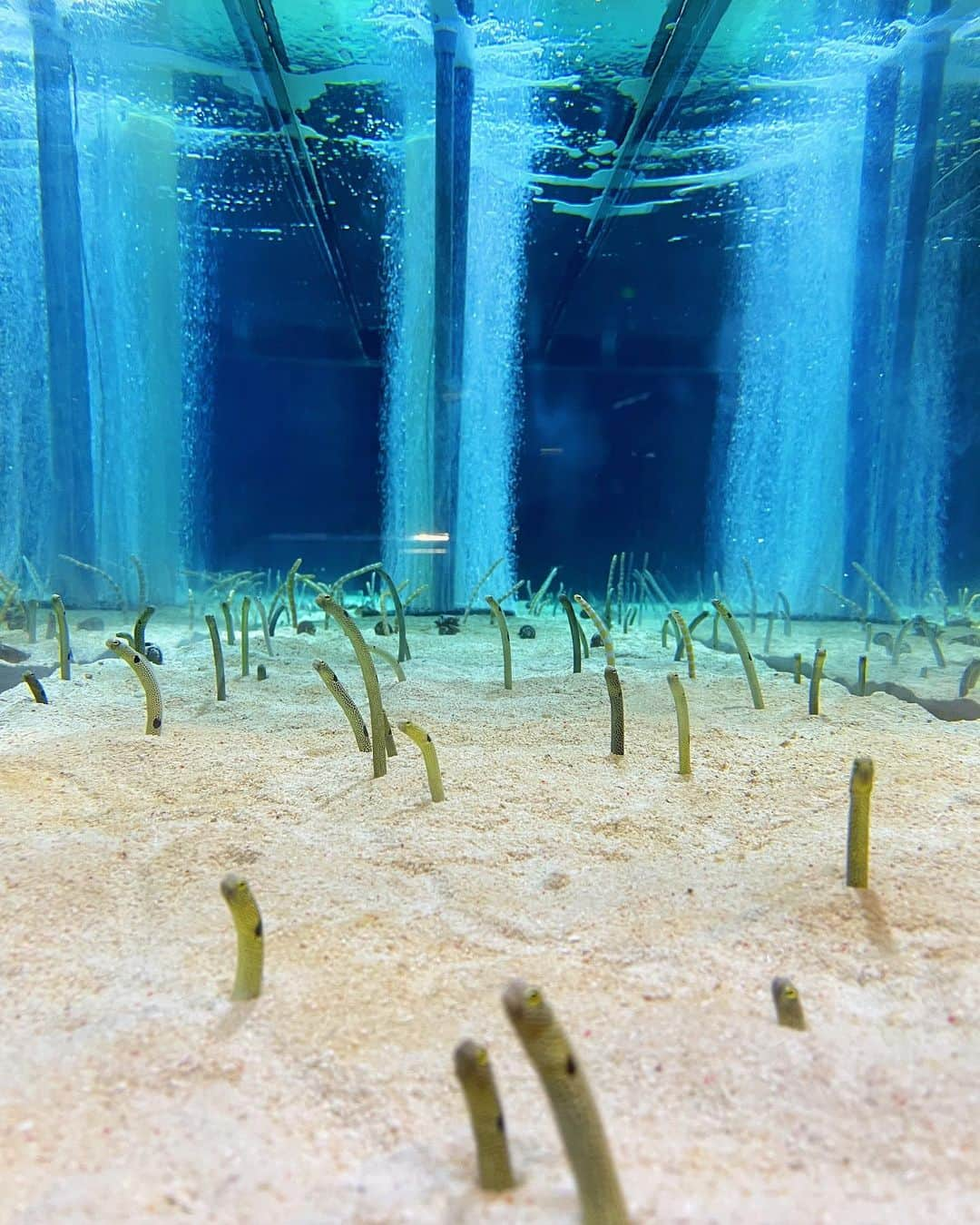 吉見衣世さんのインスタグラム写真 - (吉見衣世Instagram)「浴衣ですみだ水族館へ🐟💓  夜の水族館おすすめ！！！ 心が浄化されたー🐠✨✨✨  7/26〜8/16まで18時以降館内がブルーナイトアクアリウムに変わるよー☺️☺️  浴衣の写真沢山撮ったから今度載せるねーっ！！🍉  #すみだ水族館#夏の夜すい#夜の水族館#浴衣#チンアナゴ#ペンギン#クラゲ」8月8日 0時25分 - iyori_nu