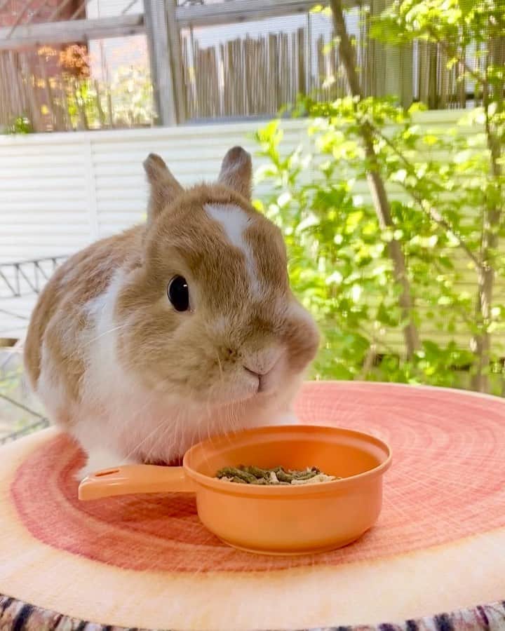 BUNNY?TUNA? のインスタグラム：「. 台風🌀 大きな被害が出ませんように🙏🏻🐰 . #過去動画#台風 #ネザーランドドワーフ#うさぎ#ふわもこ部#うさぎのしっぽ#ペット#netherlanddwarf#bunnystagram#rabbit#lapin#cutebunny#bunnylove#bunnies#pet#petgram#rabbitstagram#japan#kawaii#weeklyfluff#cutepetclub#instapets#instabunnies#animallovers#兔子#微小的#台风」