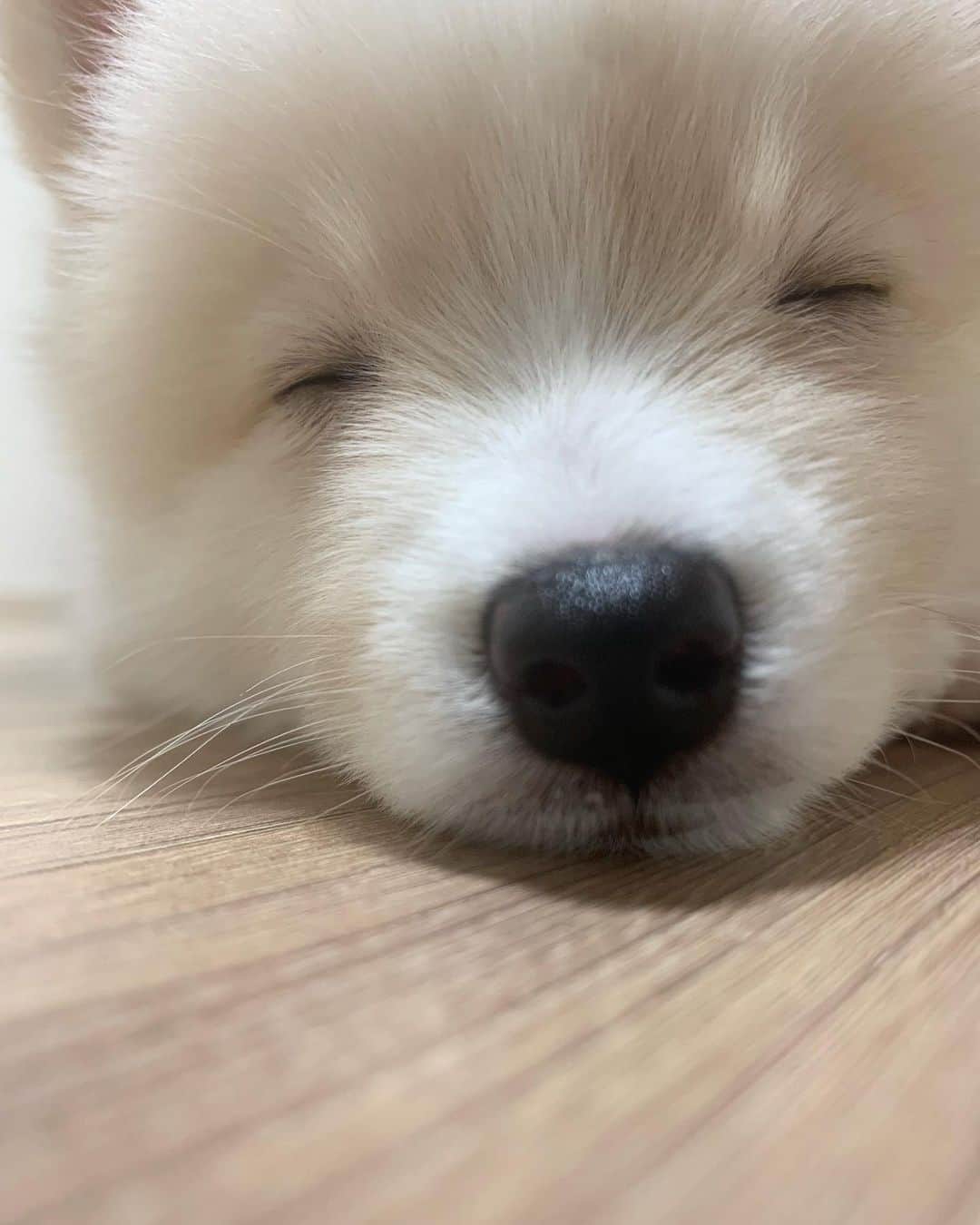ト・サンウのインスタグラム：「가족   포미 입니다. 🐶」