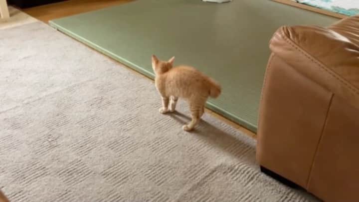 篠原信一のインスタグラム：「チャコ 🐱VS 小鉄🐕の巻  チャコ:ちょっと、からかってみちゃお〜かなぁ〜♪ 小鉄:何やねん、眠いのに❗️ チャコ:わっ！来た💦 小鉄: …… チャコ: ちょっとビビった🙀  #柴犬  #しばいぬ  #いぬすたぐらむ #いぬのいる暮らし #犬との暮らし #茶トラ猫 #ねこ #cat  #保護猫 #ねこのいる暮らし」