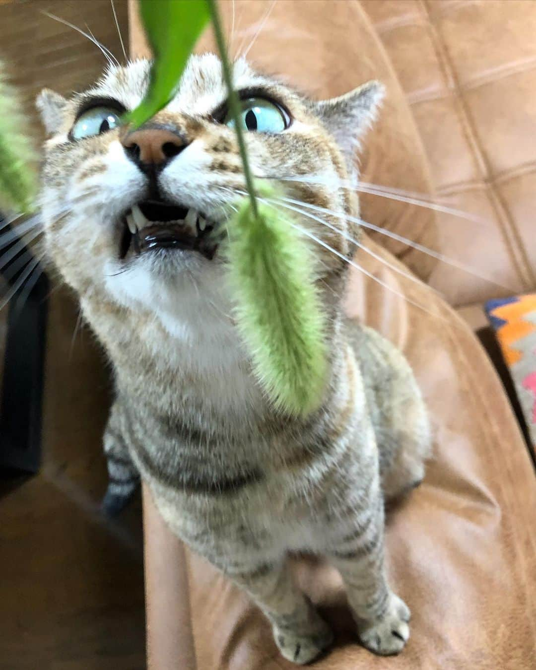 黒猫さんのインスタグラム写真 - (黒猫Instagram)「🐱みんにゃさん、きょうは「世界猫の日」なんだって❣️ 世界中のねこ、ねこじゃないいきものたちやにんげんも、みんなみんな幸せでありますように🐡 みんにゃさん家はねこいる❓ほかのすてきないきものは❓ よかったらちまこに紹介してね🐸 猫の日とくべつぐらびや🐙 2まいめは初めて黒猫ちゃんと出会った日のおさしんだよ🐳 さいごのは、黒猫ちゃんがずっと前にたすけた子たちで、他にもいろんな子がいて、みんながちゃんと幸せな「ちいきねこ」になれるようにお手伝いしてたんだって🦑❤️ 【追記】アップしたらなぜか一部の写真の画角がおかしくなったみたい…？ごめんなさい〜🙏 Happy world cat day❤️🐱 #worldcatday #陰陽座 #onmyouza #麦わら猫」8月8日 15時15分 - kuroneko_omz