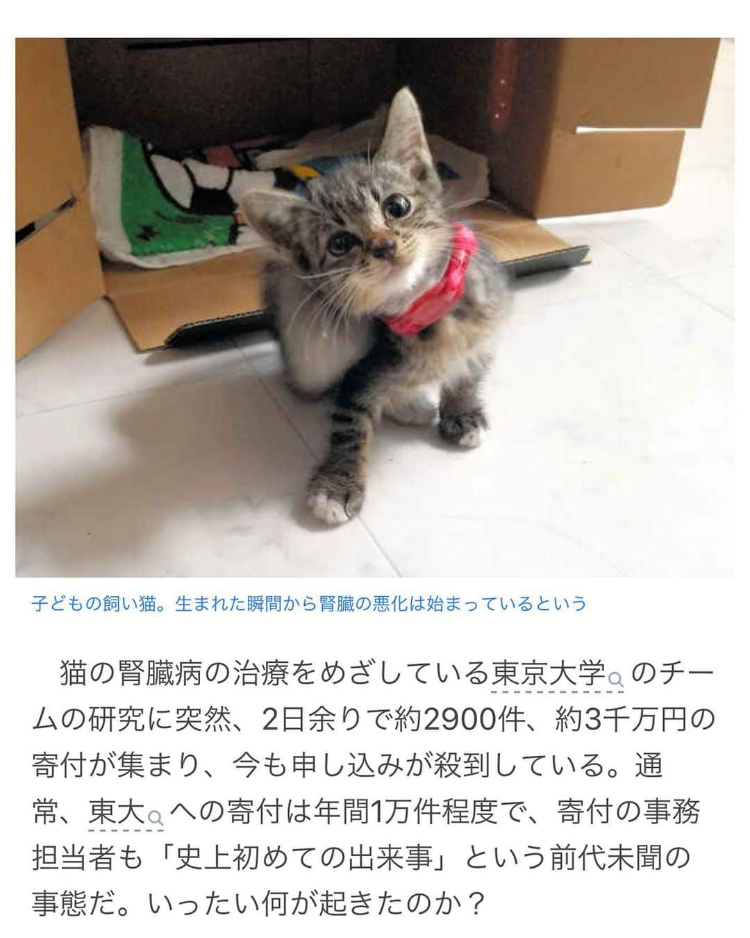 藤崎奈々子さんのインスタグラム写真 - (藤崎奈々子Instagram)「今日は世界猫の日ですって🐈 世界中のニャンコちゃん達が、みんな幸せになりますように🍀 そんな世界猫の日にちなんだ話題を１つ ・ 東大の宮崎教授が猫の腎臓治療薬を開発中で、もうあと一歩で発売できるところまで来ていたのにコロナの影響で研究資金が不足して計画が中断しているとのこと。 うちのキナコちゃん、3歳なんだけどキャットドッグ受けたらどうやら生まれつき腎臓の機能が弱いらしく12歳のラムネと数値が変わりません。 ちなみにラムネは年齢にしてはとても健康体です。 腎臓を悪くしてワンコを亡くした私は(2匹とも16歳に近い15歳で亡くなったので長生きではあったけど)ご飯を腎臓に負担のないものに変えて、必死で良い治療やお薬がないか探した結果見つけた記事でこのお薬と寄付の事を知りました。 早く治療薬ができますようにと、少しだけど寄付をしました。 これからもお金が入ってくるたびに少しずつだけど寄付をして早く治療薬が完成するように協力していきたいです。 もし今、猫ちゃんの腎臓の病気や症状で悩んでる方がいたら希望がわくニュースだな、と思ったので3〜5枚目に大まかだけど記事を載せてみました。 早くこの治療薬ができるといいなと願って✨ ・ #世界猫の日#保護猫と暮らす#きじとら猫#三毛猫#腎臓治療薬#東大」8月8日 19時02分 - nanakofujisaki