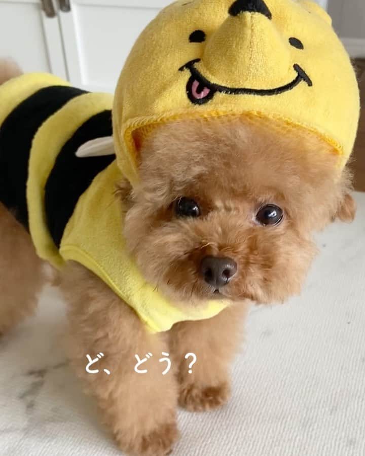 しらす先輩のインスタグラム
