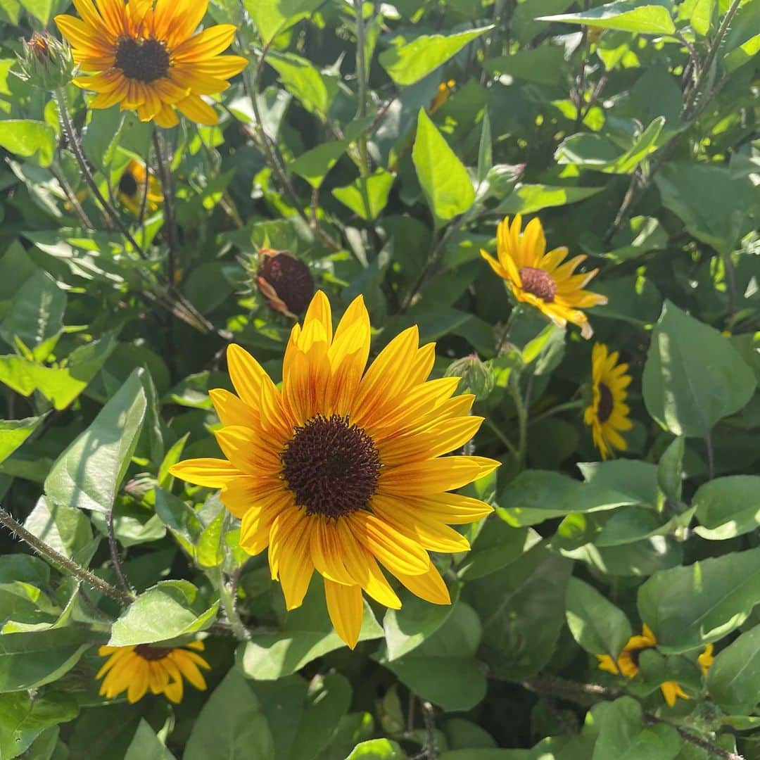 大野いとのインスタグラム：「とっとこハム太郎が大好きなひまわりの種を思い出す。☺️🌻」