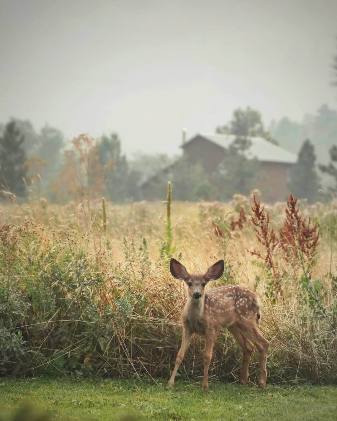 マシュー・ダダリオさんのインスタグラム写真 - (マシュー・ダダリオInstagram)「Baby mule deer」8月9日 1時40分 - matthewdaddario