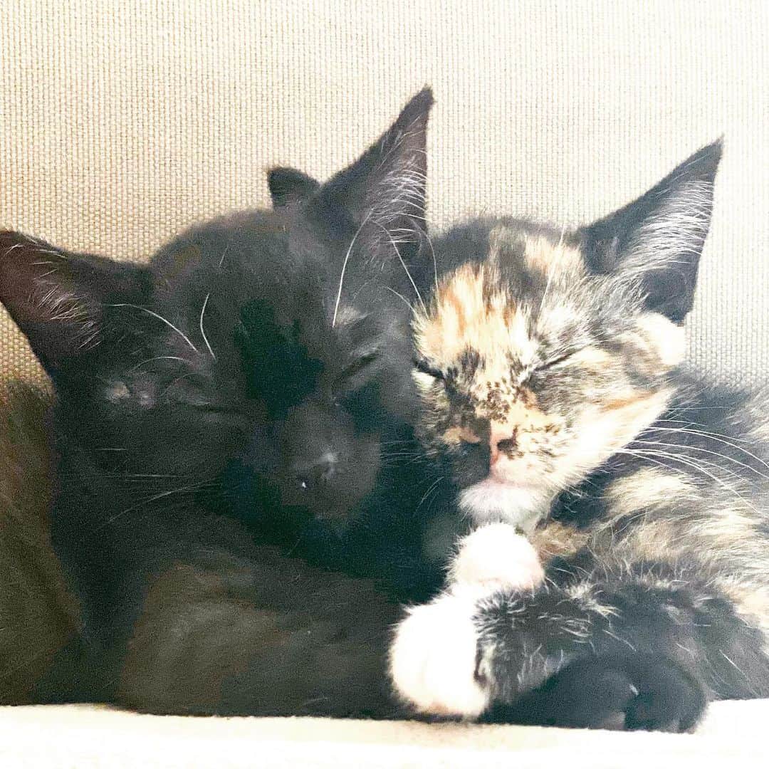アン・デュデックのインスタグラム：「Happy international cat day! These are the two kittens I have been fostering through @thecatsmeowanimalrescue If you or someone you know would love to give a forever home to these little cuties - or other kittens that need a home!- please visit their website! www.thecatsmeowanimalrescue.org」