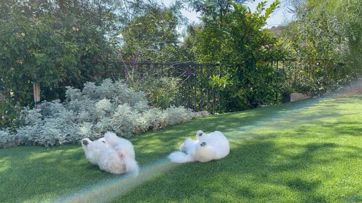 ルーシー・ヘイルのインスタグラム：「saw two cumulus clouds in my yard today」