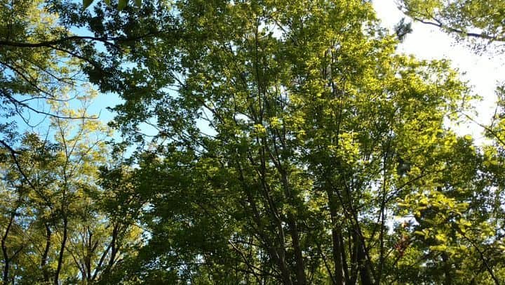 丸本凛のインスタグラム：「軽くジョギングしてきました～！🏃‍♀️ #jogging#summer#cicada#green#蝉#せみの声#buzzofcicadas」