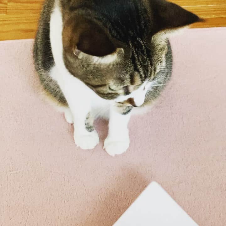 ゆきのさつきのインスタグラム：「ずっとそばに居てくれるので、ついつい遊んでしまふ…💕」