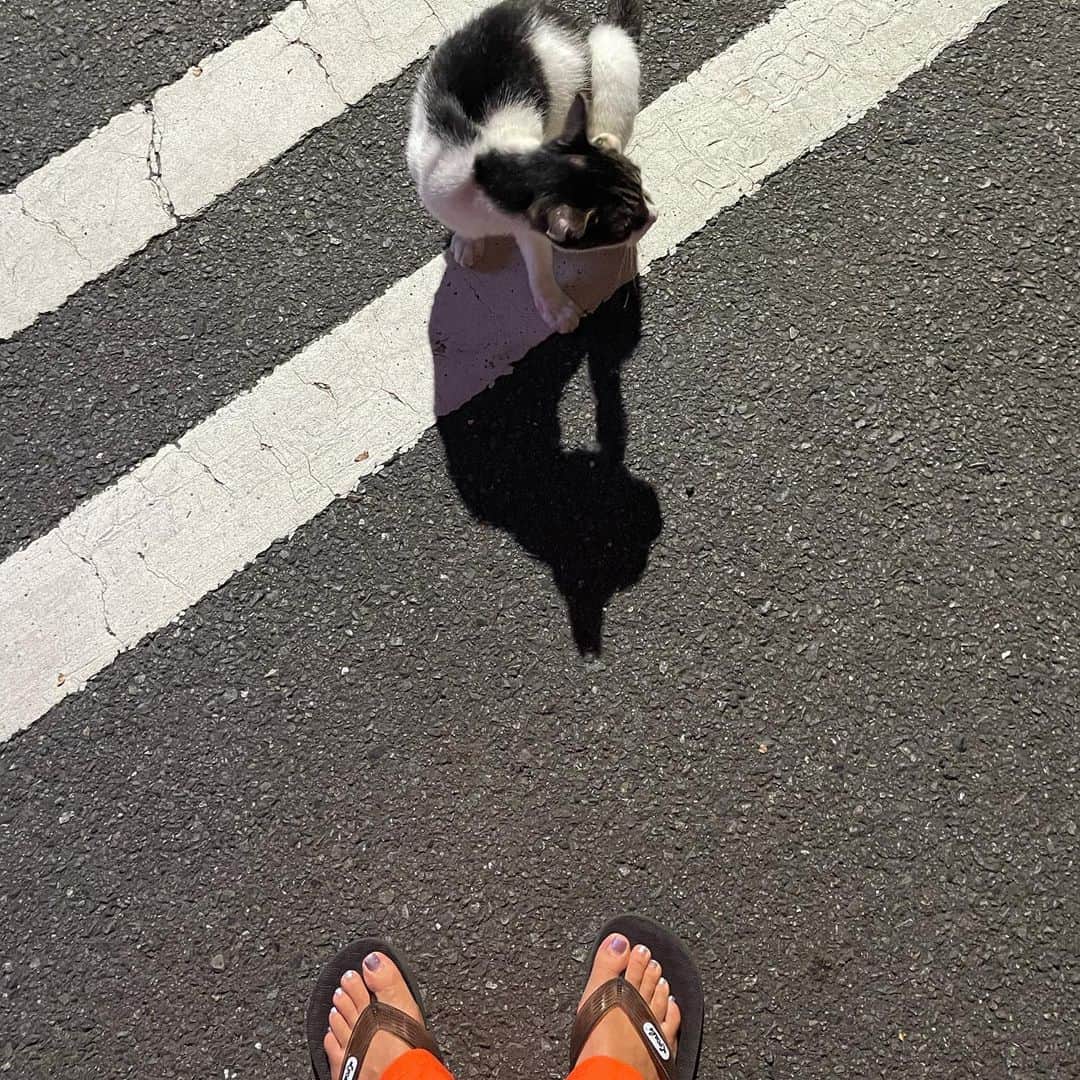 太田莉菜のインスタグラム：「"All cats like being the focus of attention"」