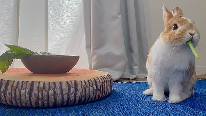 BUNNY?TUNA? のインスタグラム：「. 🌱🌱🌱 #nomnom #nyamnyam#もぐもぐ期  #ネザーランドドワーフ#うさぎ#ふわもこ部#うさぎのしっぽ#ペット#netherlanddwarf#bunnystagram#rabbit#lapin#cutebunny#bunnylove#bunnies#pet#petgram#rabbitstagram#japan#kawaii#weeklyfluff#cutepetclub#instapets#instabunnies#animallovers#兔子#微小的」