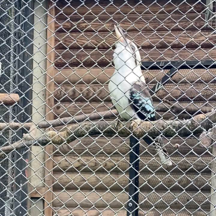 魔女菅原のインスタグラム：「#笑いカワセミ　#ZOOMO #盛岡市動物公園　  笑いカワセミに言うなよってなんだったっけ。笑いカワセミのサービスに喜んでしまった。背中がカワセミというだけあって青かった。」