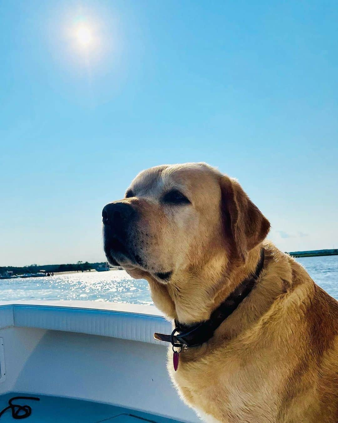 Huckのインスタグラム：「Wishing it was weekend all over again! . . . . . . . #talesofalab #thelablove_feature #labphotooftheday #fab_labs_ #yellowlabsquad #englishlabrador #worldofmylab #yellowlabsofinstagram #talesofaluvablelab #labradorretriever #dogsofinstagram #labrador_class #labradorlove #labsofinsta #labstagram #charleston #boatdays」