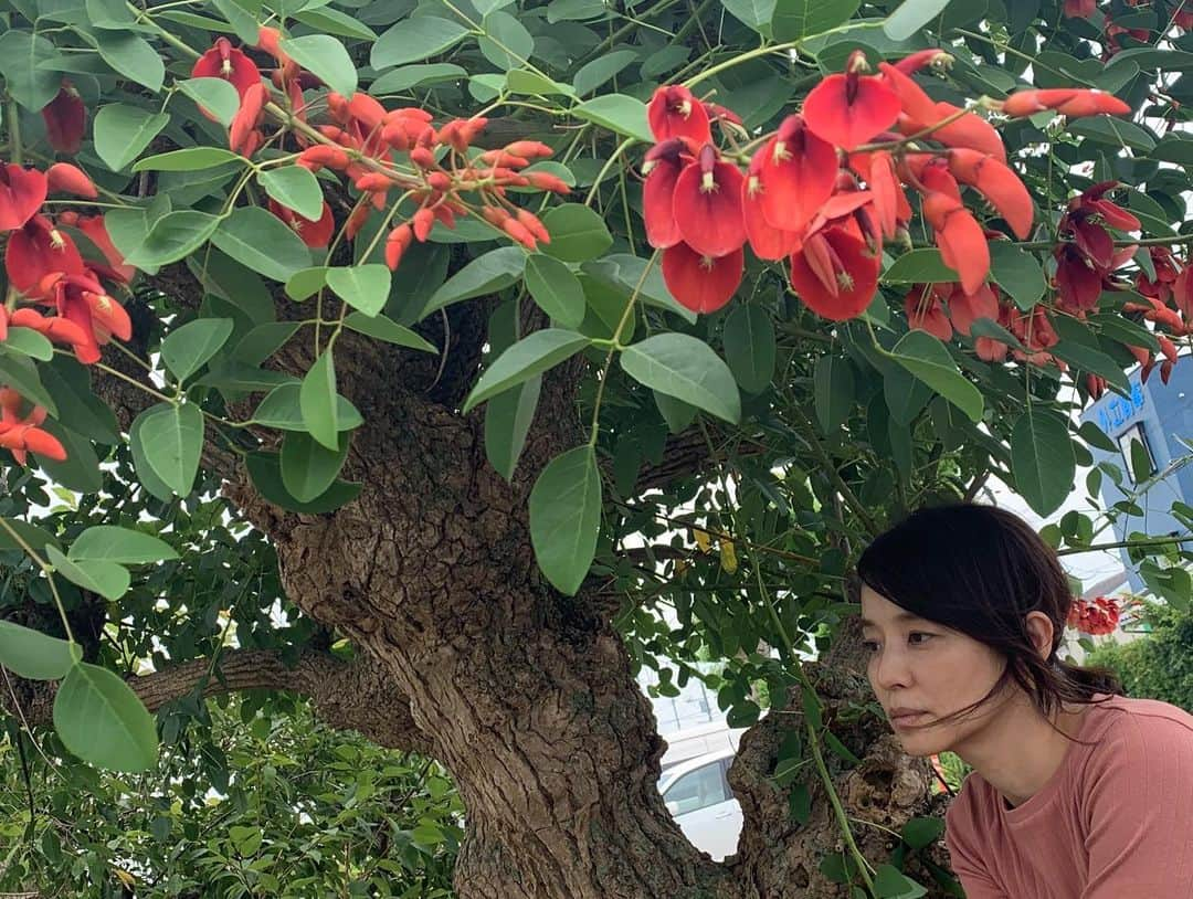 石田ゆり子さんのインスタグラム写真 - (石田ゆり子Instagram)「密かに始まり 密かに終わった 新しい撮影。 短期集中の撮影は なかなかの試練です。 でも、終わってしまうと 名残惜しい。 またお会いできますように。 #タマティーノ写真館 #すてきな植物と写真を撮る🪴」8月9日 19時27分 - yuriyuri1003