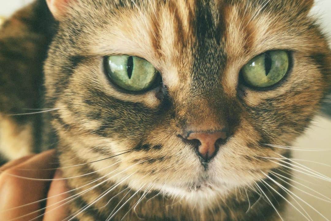 水川あさみのインスタグラム：「ニコ10歳おめでとう㊗️🐈🧡 なんか盛れてる写真無くてこれでごめん😞」