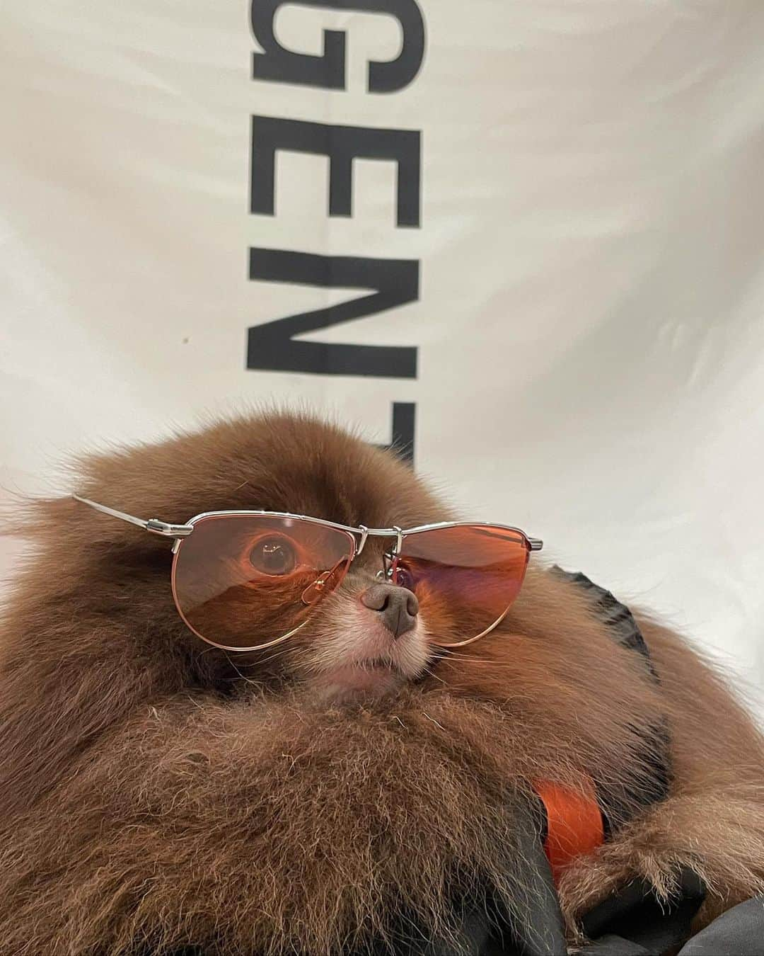 ジェニーさんのインスタグラム写真 - (ジェニーInstagram)「Puppy version #GENTLECAMPAIGN #GentleMonster  #GentleMonsterOptical」8月9日 22時05分 - jennierubyjane