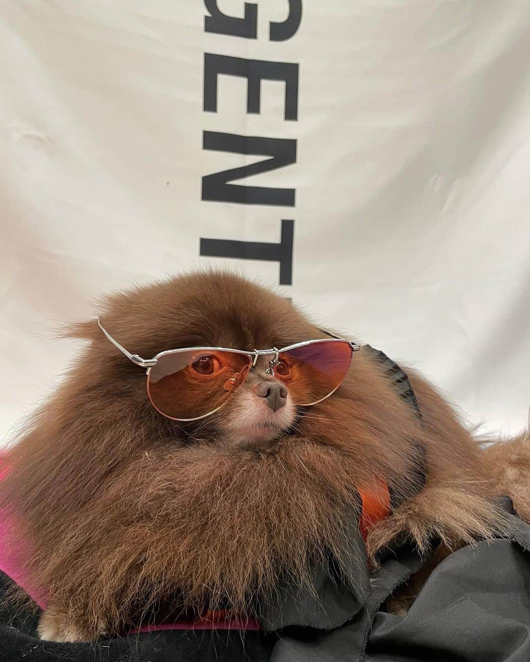 ジェニーさんのインスタグラム写真 - (ジェニーInstagram)「Puppy version #GENTLECAMPAIGN #GentleMonster  #GentleMonsterOptical」8月9日 22時05分 - jennierubyjane