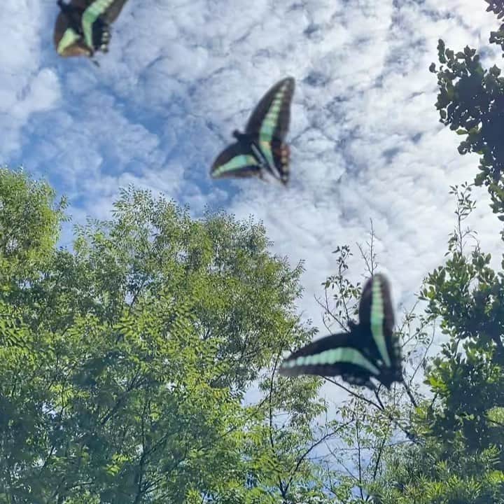 DJ DARUMAのインスタグラム：「自宅前で3連🦋🦋🦋に遭遇 逃げないでずっと周りを飛んでた😘」