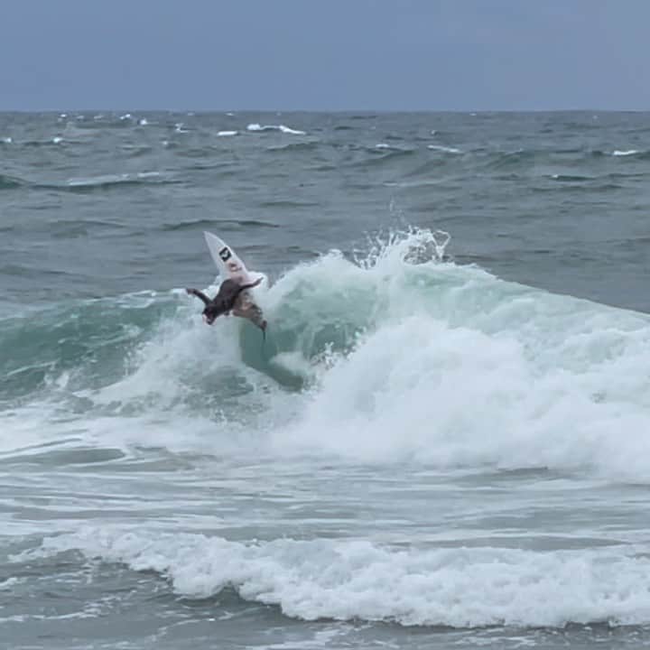 キャロライン・マークスのインスタグラム：「#CaronaOpenMexico waiting period starts tomorrow! 🤩 @wsl  🎥  @mikeparsons1」