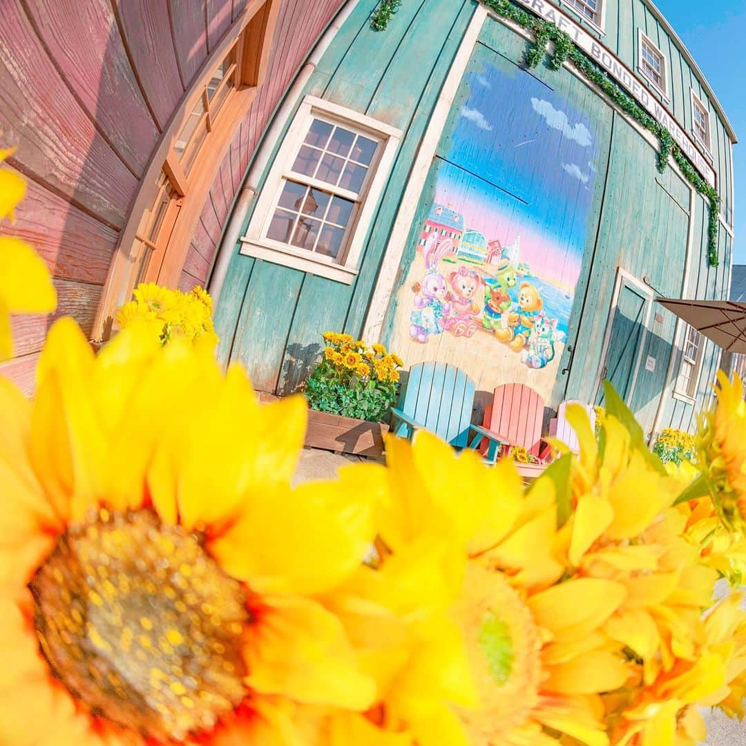 東京ディズニーリゾートさんのインスタグラム写真 - (東京ディズニーリゾートInstagram)「Sun on a sunflower! 夏の日差しを浴びて #duffy #shelliemay #gelatoni #stellalou #olumel #duffyandfriendssunnyfun #capecod #americanwaterfront #tokyodisneysea #tokyodisneyresort #sunflower #ダッフィー #シェリーメイ #ジェラトーニ #ステラルー #オルメル #ダッフィーアンドフレンズのサニーファン #ケープコッド #アメリカンウォーターフロント #東京ディズニーシー #東京ディズニーリゾート #ひまわり」8月10日 11時09分 - tokyodisneyresort_official