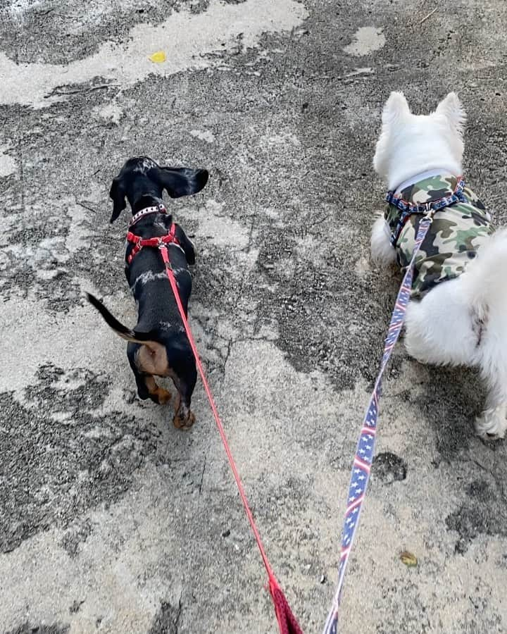 Hoykong&Plamuekのインスタグラム：「Let’s walk together 🥰   #plamuek_westies #doxiesofinstagram #westiegram #kg_doxie #คั่วกลิ้งไส้กรอก #ปลาหมึกคั่วกลิ้ง #dachshund」