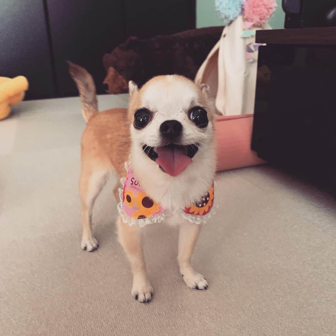 まち(Machi)さんのインスタグラム写真 - (まち(Machi)Instagram)「. 😝😝😝 . #chihuahua #chihuahuas #dog #instadog  #weeklyfluff #doglover #chihuahualove #ふわもこ部 #choco #azuki #omochi #チワワ #ちわわ #犬 #スムチー #ロンチー #ちわすたぐらむ #いぬすたぐらむ #ちわわ部」8月10日 15時55分 - machi5536