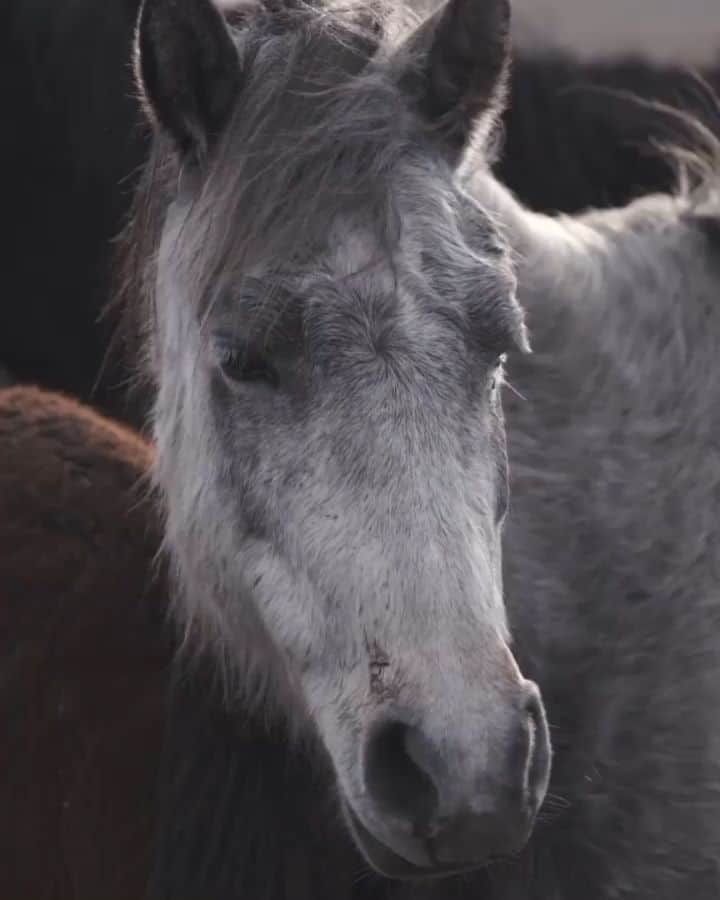 Nature|Folk|Portrait|Videoのインスタグラム