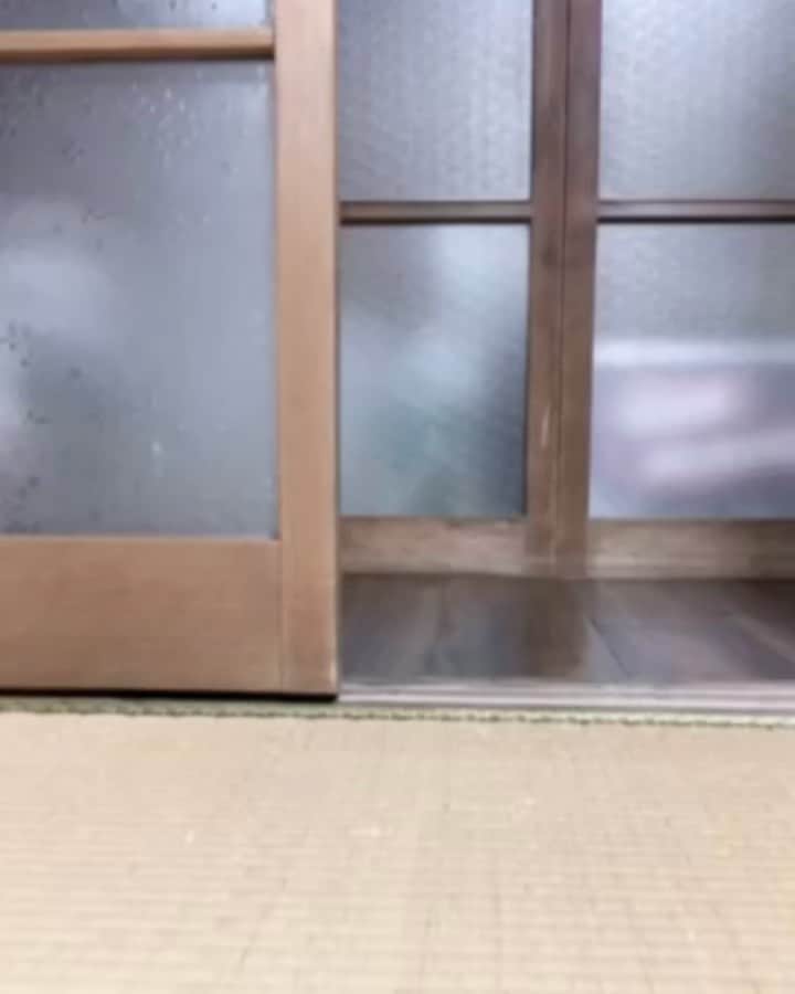 I love Russianblueのインスタグラム：「動画撮影の裏側🎥  去年のクリスマス編  合図があるまで待機する照ちゃん😸👍  Wait there  Teru-chan, please walk ・ ・ ・ #Russianblue #sundayfunday #katze #catsofinstagram #catoftheday #cutecat #catlover #kitty #ねこ#ilovemycat #cute #猫 #gato #러시안블루 #animalvideo #catvideo #kitten  #instacat #meow #cats #cats_of_Instagram  #ふわもこ部  #にゃんすたぐらむ #weeklyfluff #catloversworld #dailyfluff #고양이  #냥스타그램 #ロシアンブルー」
