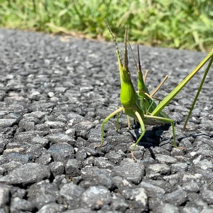 橋本真実のインスタグラム