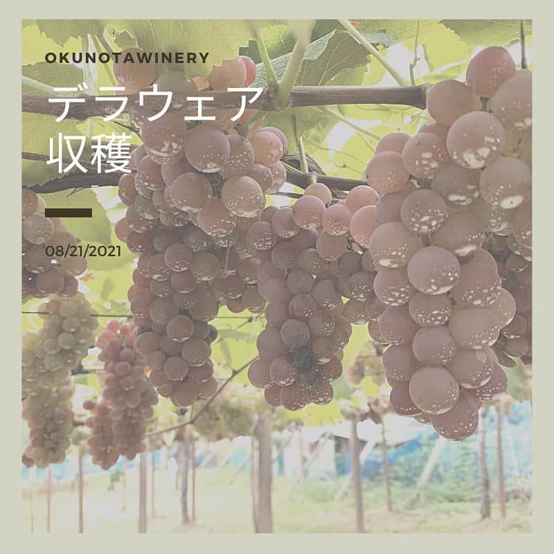 佐藤智美のインスタグラム：「@okunota_winery …さん、毎年恒例の ブドウの収穫会の初日に 参加してきました〜🍇✂️  今年初めて足を踏み入れる… 棚栽培のデラウェア畑!!!  ブドウの甘い香りに誘われてでしょうか 人間のみならず カブトムシにも遭遇ww  この収穫の前日 とうとうY梨県にも「まん防」が発令されたそうで、 いつも収穫後のランチに際に いただくワインは「ジュース」に変更となっておりました💦  収穫の詳しいリポートは もう少し後にしっかりまとめて ブログにアップする予定ですので お楽しみに〜〜〜♪  #okonotawinery #奥野田ワイナリー #奥野田葡萄酒醸造 #2021収穫 #収穫会 #棚栽培 #デラウェア #デラウェア収穫 #ワイン用ブドウ #ワイン #ブドウ収穫 #wine #grape #delaware #harvest」