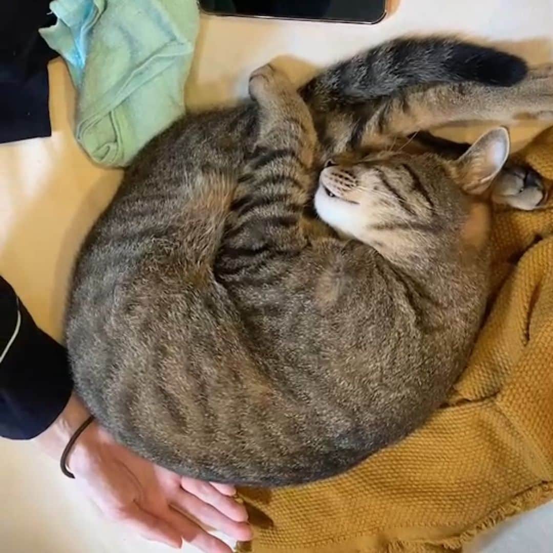 のどかのインスタグラム：「. 昨日無事退院しました🥰 やっぱおうち最高 . 今回抗がん剤の副作用酷すぎて ずーっと吐き続けてて、 お腹も硬くて苦しくて 腹水抜いてもらった。 . だいぶ副作用抜けていまは楽になったけど、 まだお腹張って痛い🙄 何より体力無くなって自力で立てないの 結構辛かった🥺 今はよろよろだけど立てれば歩ける！ ちょっとずつ体力もどしてこ！ . 娘ちゃんとウメにずっと会いたかったから やっと会えてすごい嬉しい💕 次の抗がん剤も頑張らなきゃ 毎日一生懸命生きる🏅 #癌ファイター」
