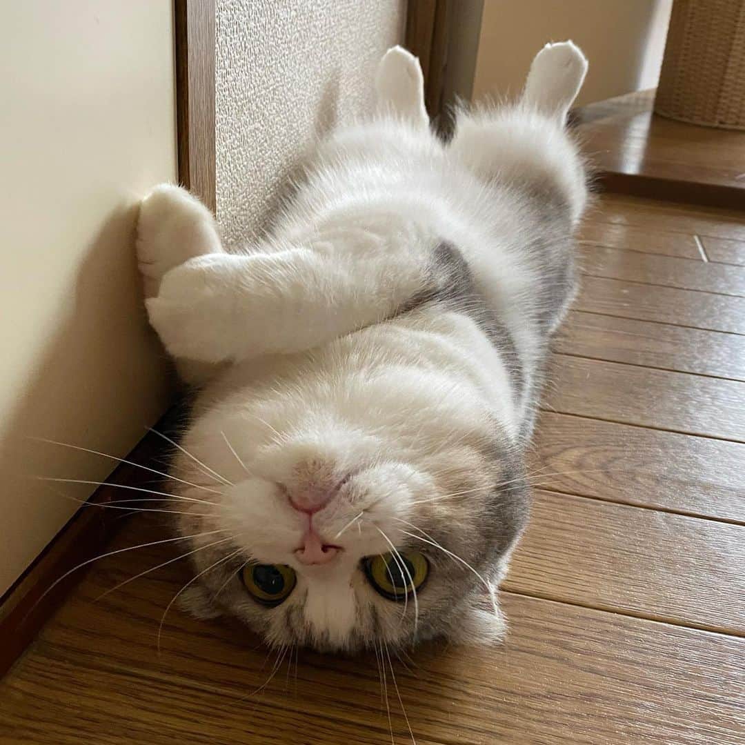 *eri*のインスタグラム：「┈ ☺︎ ⁡ こんばんは｡･*･:♪ ⁡ ⁡ ドアの前…🚪  開けれない😆💦 ⁡ ⁡ 2021.8.25 #猫 #ねこ #スコティッシュフォールド #ネコ #ねこ部 #にゃんこ #スコティッシュ#ニャンコ#ペット#スコ#猫部#cat #Scottishfold#へそ天」