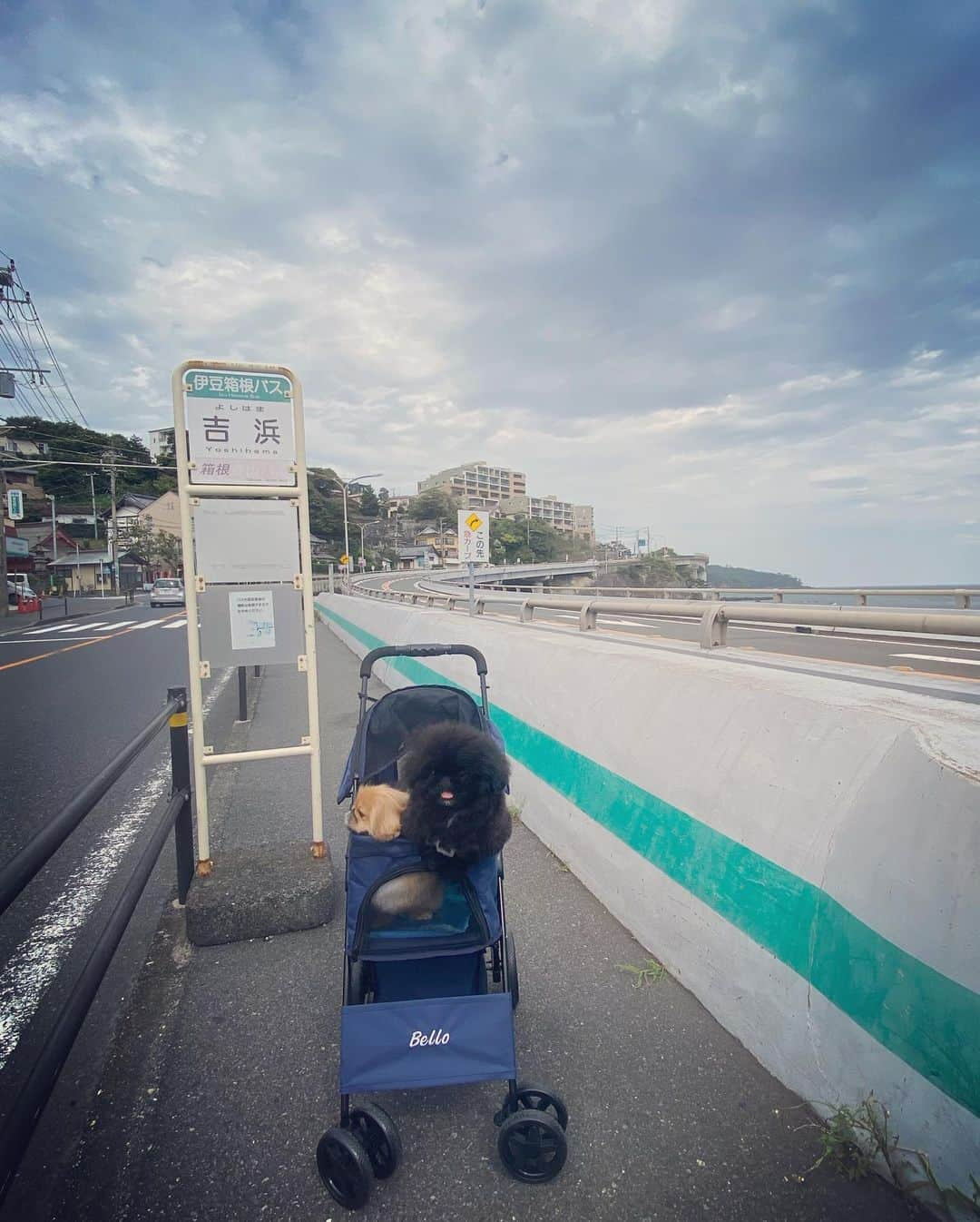 梅宮アンナさんのインスタグラム写真 - (梅宮アンナInstagram)「お散歩がてら、吉浜へ🏖🌊🍧🍜  #吉浜海岸  #海の家 #ラーメン #犬とお散歩」8月25日 19時45分 - annaumemiya