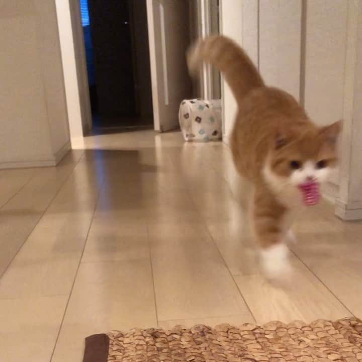 Nico & Tabu with MAYUMI KATOのインスタグラム：「うったん前世は犬だったかもしれません🐶お気に入りのバネを投げると走っていって何度でも咥えて持ってきてくれます😆❣️  #憧れてたやつ  #うちの子自慢  #犬みたいな猫   #britishshorthair #bsh #kitten #igcats #cat #catstagram #catsofworld #catsofinstagram #cats_of_instagram #cutepet  #britischkurzhaar #world_kawaii_cat #instagramcat #cute #catlover #ブリティッシュショートヘア #ブリショー #ねこ部 #ペコねこ部 #にゃんすたぐらむ #子猫 #ブリ商会 #고양이 #кошка #قط #katze #브리티시쇼트헤어」