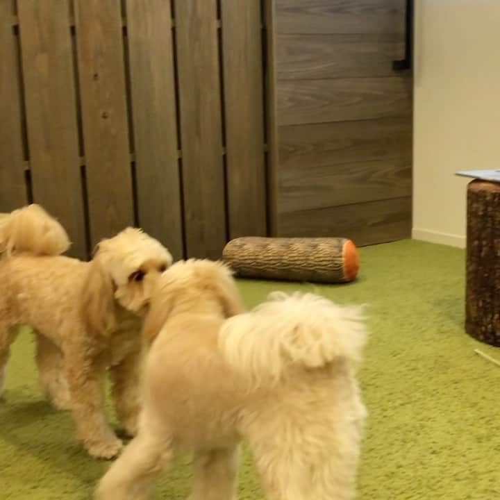 北山陽一のインスタグラム：「［発掘］何年か前のふたり。#きたやまおもち #きたやまおかき」